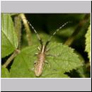 Agapanthia villosoviridescens - Distelbock 08.jpg